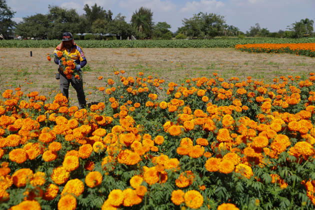 People visit marigold fields ahead of the Day of the Dead celebrations TLAJOMULCO, MEXICO - OCTOBER 30: Agricultural workers harvest Mexican marigolds, known locally as cempasuchil, at a ranch in the municipality of Tlajomulco de Zuniga, Jalisco state, Mexico, Friday, October 30, 2026. The vibrant orange flower fields attract thousands of visitors each year ahead of the traditional Day of the Dead celebrations. Stringer Anadolu Tlajomulco Mexico. Editorial use only. Please get in touch for any other usage.  Copyright: x2026xAnadoluxStringerx
