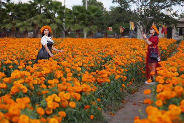 People visit marigold fields ahead of the Day of the Dead celebrations TLAJOMULCO, MEXICO - OCTOBER 30: People visit a field of marigolds, known locally as cempasuchil, at a ranch in the municipality of Tlajomulco de Zuniga, Jalisco state, Mexico, Friday, October 30, 2026. The vibrant orange flower fields attract thousands of visitors each year ahead of the traditional Day of the Dead celebrations. Stringer Anadolu Tlajomulco Mexico. Editorial use only. Please get in touch for any other usage.  Copyright: x2026xAnadoluxStringerx