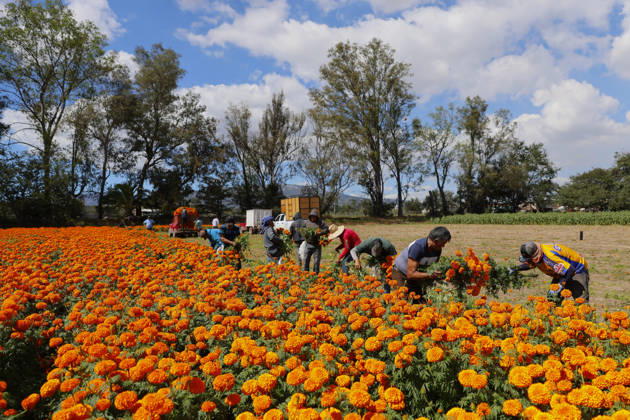 People visit marigold fields ahead of the Day of the Dead celebrations TLAJOMULCO, MEXICO - OCTOBER 30: Agricultural workers harvest Mexican marigolds, known locally as cempasuchil, at a ranch in the municipality of Tlajomulco de Zuniga, Jalisco state, Mexico, Friday, October 30, 2026. The vibrant orange flower fields attract thousands of visitors each year ahead of the traditional Day of the Dead celebrations. Stringer Anadolu Tlajomulco Mexico. Editorial use only. Please get in touch for any other usage.  Copyright: x2026xAnadoluxStringerx