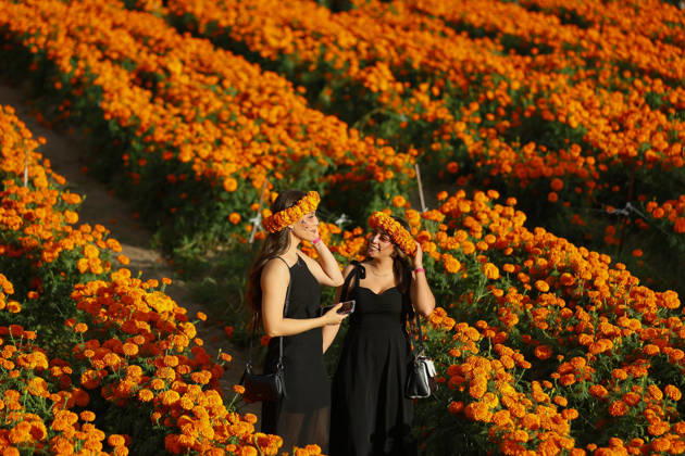 People visit marigold fields ahead of the Day of the Dead celebrations TLAJOMULCO, MEXICO - OCTOBER 30: Women dressed as Catrinas pose in a field of marigolds, known locally as cempasuchil, at a ranch in the municipality of Tlajomulco de Zuniga, Jalisco state, Mexico, Friday, October 30, 2026. The vibrant orange flower fields attract thousands of visitors each year ahead of the traditional Day of the Dead celebrations. Stringer Anadolu Tlajomulco Mexico. Editorial use only. Please get in touch for any other usage.  Copyright: x2026xAnadoluxStringerx