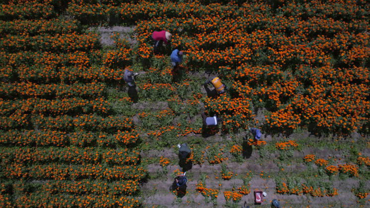 People visit marigold fields ahead of the Day of the Dead celebrations TLAJOMULCO, MEXICO - OCTOBER 30: An aerial view of a field of Mexican marigolds, known locally as cempasuchil, at a ranch in the municipality of Tlajomulco de Zuniga, Jalisco state, Mexico, Friday, October 30, 2026. The vibrant orange flower fields attract thousands of visitors each year ahead of the traditional Day of the Dead celebrations. Stringer Anadolu Tlajomulco Mexico. Editorial use only. Please get in touch for any other usage.  Copyright: x2026xAnadoluxStringerx