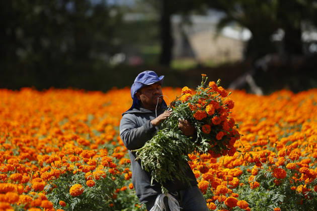 People visit marigold fields ahead of the Day of the Dead celebrations TLAJOMULCO, MEXICO - OCTOBER 30: Agricultural workers harvest Mexican marigolds, known locally as cempasuchil, at a ranch in the municipality of Tlajomulco de Zuniga, Jalisco state, Mexico, Friday, October 30, 2026. The vibrant orange flower fields attract thousands of visitors each year ahead of the traditional Day of the Dead celebrations. Stringer Anadolu Tlajomulco Mexico. Editorial use only. Please get in touch for any other usage.  Copyright: x2026xAnadoluxStringerx