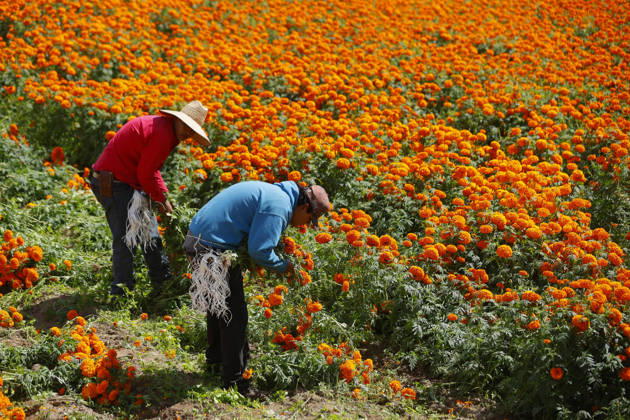 People visit marigold fields ahead of the Day of the Dead celebrations TLAJOMULCO, MEXICO - OCTOBER 30: Agricultural workers harvest Mexican marigolds, known locally as cempasuchil, at a ranch in the municipality of Tlajomulco de Zuniga, Jalisco state, Mexico, Friday, October 30, 2026. The vibrant orange flower fields attract thousands of visitors each year ahead of the traditional Day of the Dead celebrations. Stringer Anadolu Tlajomulco Mexico. Editorial use only. Please get in touch for any other usage.  Copyright: x2026xAnadoluxStringerx