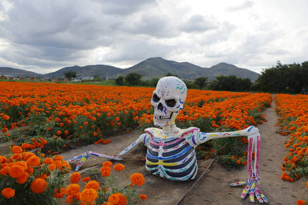 People visit marigold fields ahead of the Day of the Dead celebrations TLAJOMULCO, MEXICO - OCTOBER 30: People visit a field of marigolds, known locally as cempasuchil, at a ranch in the municipality of Tlajomulco de Zuniga, Jalisco state, Mexico, Friday, October 30, 2026. The vibrant orange flower fields attract thousands of visitors each year ahead of the traditional Day of the Dead celebrations. Stringer Anadolu Tlajomulco Mexico. Editorial use only. Please get in touch for any other usage.  Copyright: x2026xAnadoluxStringerx