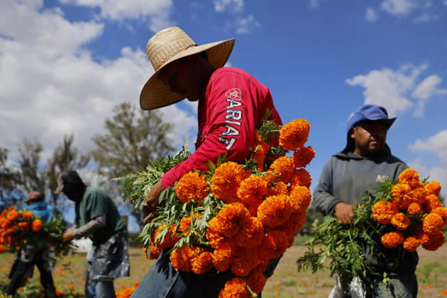 People visit marigold fields ahead of the Day of the Dead celebrations TLAJOMULCO, MEXICO - OCTOBER 30: Agricultural workers harvest Mexican marigolds, known locally as cempasuchil, at a ranch in the municipality of Tlajomulco de Zuniga, Jalisco state, Mexico, Friday, October 30, 2026. The vibrant orange flower fields attract thousands of visitors each year ahead of the traditional Day of the Dead celebrations. Stringer Anadolu Tlajomulco Mexico. Editorial use only. Please get in touch for any other usage.  Copyright: x2026xAnadoluxStringerx