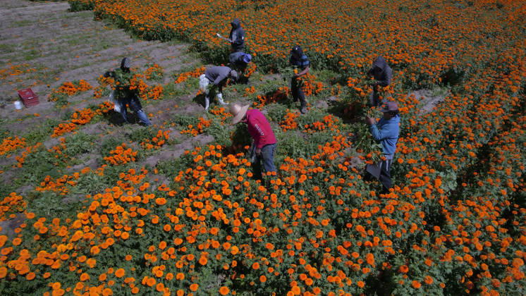 People visit marigold fields ahead of the Day of the Dead celebrations TLAJOMULCO, MEXICO - OCTOBER 30: Agricultural workers harvest Mexican marigolds, known locally as cempasuchil, at a ranch in the municipality of Tlajomulco de Zuniga, Jalisco state, Mexico, Friday, October 30, 2026. The vibrant orange flower fields attract thousands of visitors each year ahead of the traditional Day of the Dead celebrations. Stringer Anadolu Tlajomulco Mexico. Editorial use only. Please get in touch for any other usage.  Copyright: x2026xAnadoluxStringerx