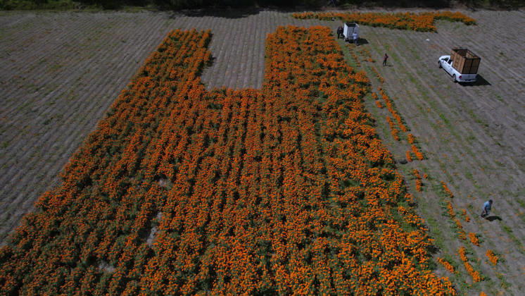 People visit marigold fields ahead of the Day of the Dead celebrations TLAJOMULCO, MEXICO - OCTOBER 30: An aerial view of a field of Mexican marigolds, known locally as cempasuchil, at a ranch in the municipality of Tlajomulco de Zuniga, Jalisco state, Mexico, Friday, October 30, 2026. The vibrant orange flower fields attract thousands of visitors each year ahead of the traditional Day of the Dead celebrations. Stringer Anadolu Tlajomulco Mexico. Editorial use only. Please get in touch for any other usage.  Copyright: x2026xAnadoluxStringerx