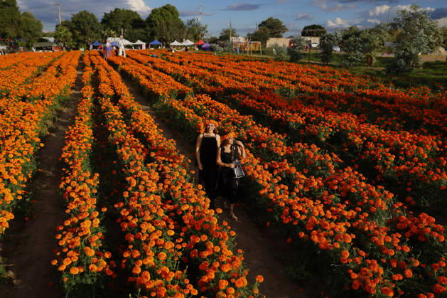 People visit marigold fields ahead of the Day of the Dead celebrations TLAJOMULCO, MEXICO - OCTOBER 30: People visit a field of marigolds, known locally as cempasuchil, at a ranch in the municipality of Tlajomulco de Zuniga, Jalisco state, Mexico, Friday, October 30, 2026. The vibrant orange flower fields attract thousands of visitors each year ahead of the traditional Day of the Dead celebrations. Stringer Anadolu Tlajomulco Mexico. Editorial use only. Please get in touch for any other usage.  Copyright: x2026xAnadoluxStringerx