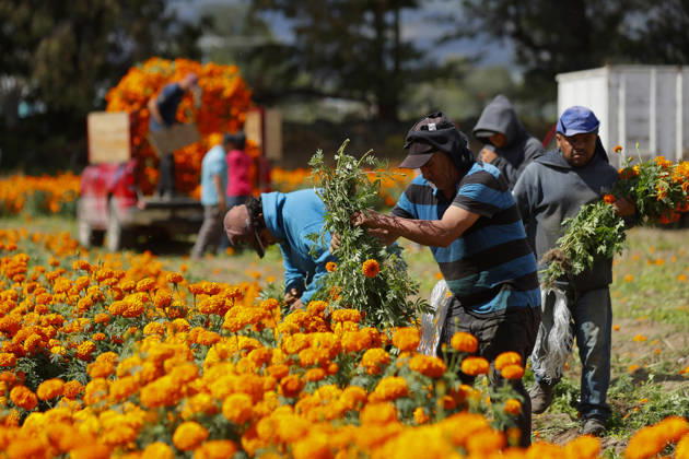 People visit marigold fields ahead of the Day of the Dead celebrations TLAJOMULCO, MEXICO - OCTOBER 30: Agricultural workers harvest Mexican marigolds, known locally as cempasuchil, at a ranch in the municipality of Tlajomulco de Zuniga, Jalisco state, Mexico, Friday, October 30, 2026. The vibrant orange flower fields attract thousands of visitors each year ahead of the traditional Day of the Dead celebrations. Stringer Anadolu Tlajomulco Mexico. Editorial use only. Please get in touch for any other usage.  Copyright: x2026xAnadoluxStringerx