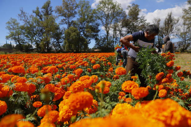 People visit marigold fields ahead of the Day of the Dead celebrations TLAJOMULCO, MEXICO - OCTOBER 30: Agricultural workers harvest Mexican marigolds, known locally as cempasuchil, at a ranch in the municipality of Tlajomulco de Zuniga, Jalisco state, Mexico, Friday, October 30, 2026. The vibrant orange flower fields attract thousands of visitors each year ahead of the traditional Day of the Dead celebrations. Stringer Anadolu Tlajomulco Mexico. Editorial use only. Please get in touch for any other usage.  Copyright: x2026xAnadoluxStringerx