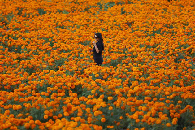 People visit marigold fields ahead of the Day of the Dead celebrations TLAJOMULCO, MEXICO - OCTOBER 30: People visit a field of marigolds, known locally as cempasuchil, at a ranch in the municipality of Tlajomulco de Zuniga, Jalisco state, Mexico, Friday, October 30, 2026. The vibrant orange flower fields attract thousands of visitors each year ahead of the traditional Day of the Dead celebrations. Stringer Anadolu Tlajomulco Mexico. Editorial use only. Please get in touch for any other usage.  Copyright: x2026xAnadoluxStringerx