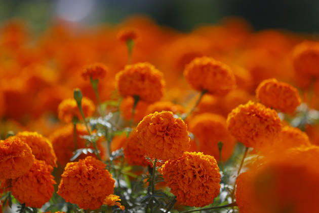 People visit marigold fields ahead of the Day of the Dead celebrations TLAJOMULCO, MEXICO - OCTOBER 30: A field of marigolds is seen, known locally as cempasuchil, at a ranch in the municipality of Tlajomulco de Zuniga, Jalisco state, Mexico, Friday, October 30, 2026. The vibrant orange flower fields attract thousands of visitors each year ahead of the traditional Day of the Dead celebrations. Stringer Anadolu Tlajomulco Mexico. Editorial use only. Please get in touch for any other usage.  Copyright: x2026xAnadoluxStringerx
