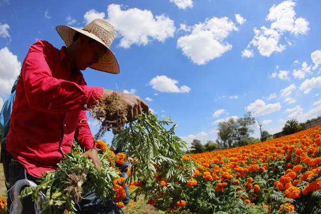 People visit marigold fields ahead of the Day of the Dead celebrations TLAJOMULCO, MEXICO - OCTOBER 30: Agricultural workers harvest Mexican marigolds, known locally as cempasuchil, at a ranch in the municipality of Tlajomulco de Zuniga, Jalisco state, Mexico, Friday, October 30, 2026. The vibrant orange flower fields attract thousands of visitors each year ahead of the traditional Day of the Dead celebrations. Stringer Anadolu Tlajomulco Mexico. Editorial use only. Please get in touch for any other usage.  Copyright: x2026xAnadoluxStringerx
