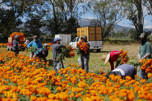 People visit marigold fields ahead of the Day of the Dead celebrations TLAJOMULCO, MEXICO - OCTOBER 30: Agricultural workers harvest Mexican marigolds, known locally as cempasuchil, at a ranch in the municipality of Tlajomulco de Zuniga, Jalisco state, Mexico, Friday, October 30, 2026. The vibrant orange flower fields attract thousands of visitors each year ahead of the traditional Day of the Dead celebrations. Stringer Anadolu Tlajomulco Mexico. Editorial use only. Please get in touch for any other usage.  Copyright: x2026xAnadoluxStringerx