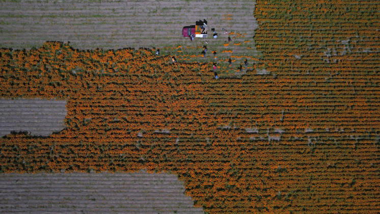 People visit marigold fields ahead of the Day of the Dead celebrations TLAJOMULCO, MEXICO - OCTOBER 30: An aerial view of a field of Mexican marigolds, known locally as cempasuchil, at a ranch in the municipality of Tlajomulco de Zuniga, Jalisco state, Mexico, Friday, October 30, 2026. The vibrant orange flower fields attract thousands of visitors each year ahead of the traditional Day of the Dead celebrations. Stringer Anadolu Tlajomulco Mexico. Editorial use only. Please get in touch for any other usage.  Copyright: x2026xAnadoluxStringerx