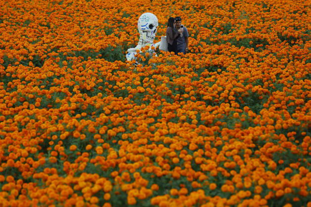 People visit marigold fields ahead of the Day of the Dead celebrations TLAJOMULCO, MEXICO - OCTOBER 30: People visit a field of marigolds, known locally as cempasuchil, at a ranch in the municipality of Tlajomulco de Zuniga, Jalisco state, Mexico, Friday, October 30, 2026. The vibrant orange flower fields attract thousands of visitors each year ahead of the traditional Day of the Dead celebrations. Stringer Anadolu Tlajomulco Mexico. Editorial use only. Please get in touch for any other usage.  Copyright: x2026xAnadoluxStringerx