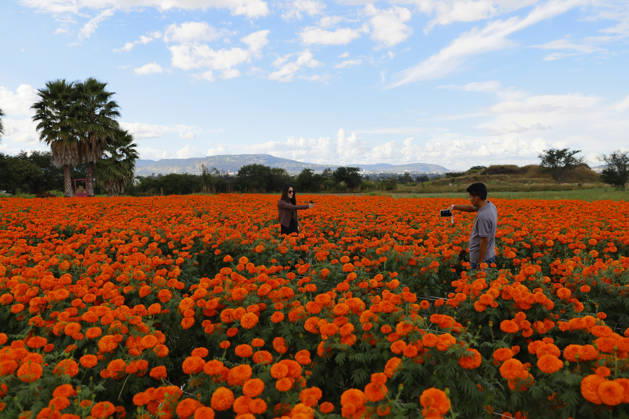 People visit marigold fields ahead of the Day of the Dead celebrations TLAJOMULCO, MEXICO - OCTOBER 30: People visit a field of marigolds, known locally as cempasuchil, at a ranch in the municipality of Tlajomulco de Zuniga, Jalisco state, Mexico, Friday, October 30, 2026. The vibrant orange flower fields attract thousands of visitors each year ahead of the traditional Day of the Dead celebrations. Stringer Anadolu Tlajomulco Mexico. Editorial use only. Please get in touch for any other usage.  Copyright: x2026xAnadoluxStringerx