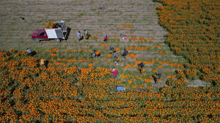 People visit marigold fields ahead of the Day of the Dead celebrations TLAJOMULCO, MEXICO - OCTOBER 30: An aerial view of a field of Mexican marigolds, known locally as cempasuchil, at a ranch in the municipality of Tlajomulco de Zuniga, Jalisco state, Mexico, Friday, October 30, 2026. The vibrant orange flower fields attract thousands of visitors each year ahead of the traditional Day of the Dead celebrations. Stringer Anadolu Tlajomulco Mexico. Editorial use only. Please get in touch for any other usage.  Copyright: x2026xAnadoluxStringerx