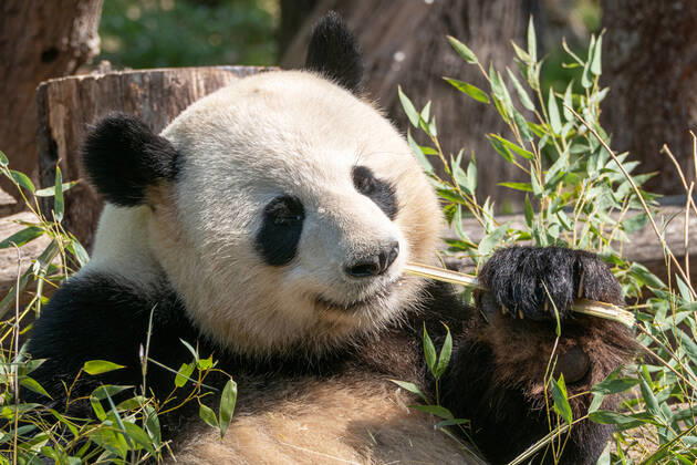 Coronavirus, Berliner Zoo und der Tierpark haben wieder geöffnet