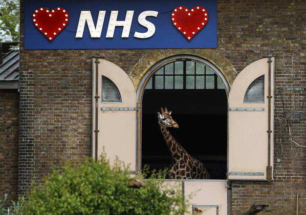 Coronavirus in Großbritannien, Leuchtschrift im Giraffengehege zum Dank an das NHS im Londoner Zoo