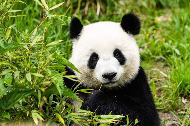 Berlin Zoo, Panda lady Meng Meng pregnant again, archive pictures