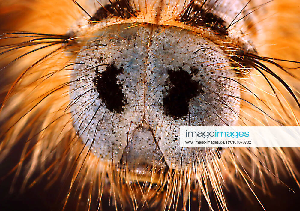 Ringal Insect Insects, caterpillars, ringworm | IMAGO