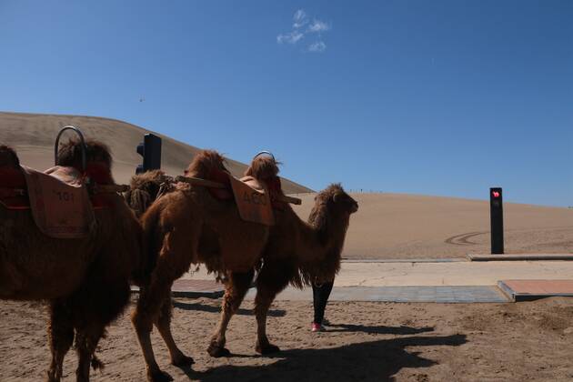 China, traffic lights for camels celebrate premiere in Dunhuang desert