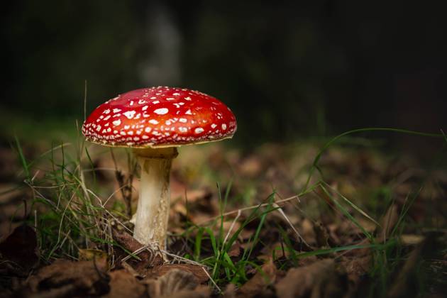 Der Fliegenpilz ist der Pilz des Jahres 2022