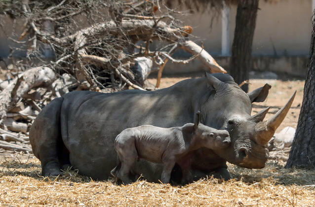 Rhino mother and offspring at Ramat Gan Zoo, Israel