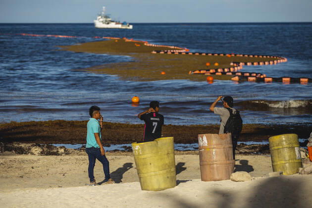 Mexico, Sargassum tries Caribbean beaches of Mexico