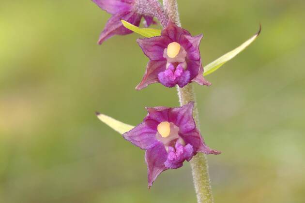 Die Braunrote Stendelwurz ist Orchidee des Jahres 2022
