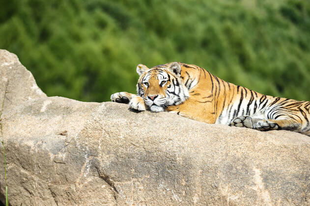 2022 ist das chinesische Jahr des Tigers