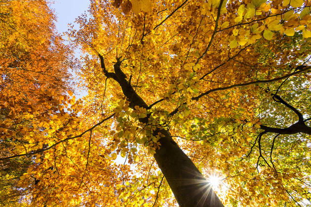 Die Rotbuche ist Baum des Jahres 2022
