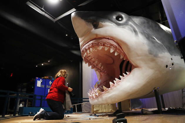 USA, production of a Megalodon model in the American Museum of Natural History in New York City