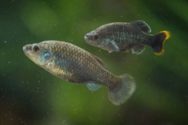 Mexico, declared extinct 15 years ago, tequila fish is released in Jalisco