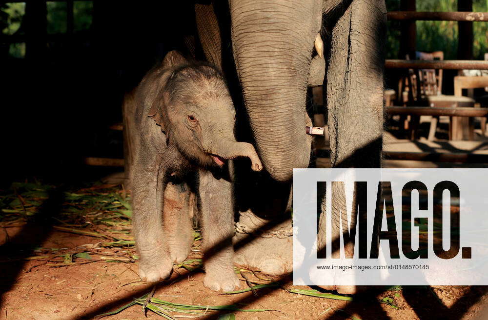 Elephant offspring at Wingabaw Elephant Camp | IMAGO