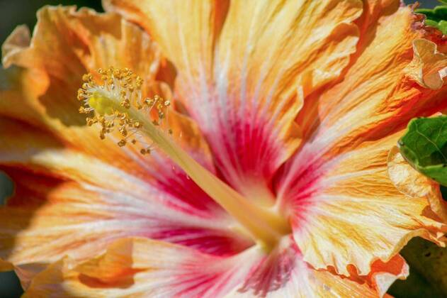 IMAGO Creative, Food Trend 2022, Hibiscus