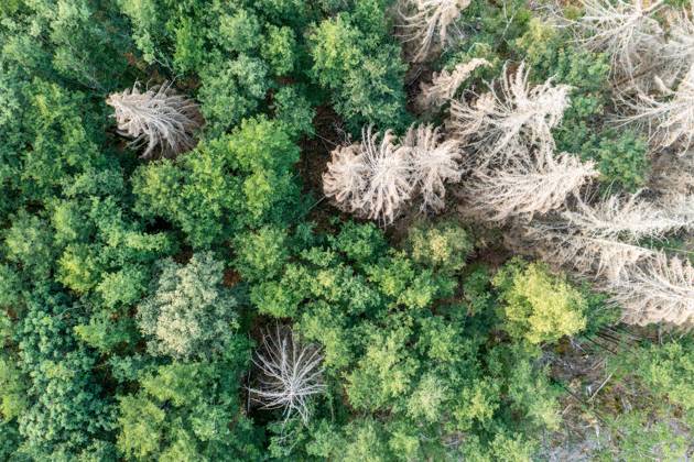 Waldzustandserhebung 2022, Vier von fünf Bäumen im deutschen Wald sind krank - Archivbilder