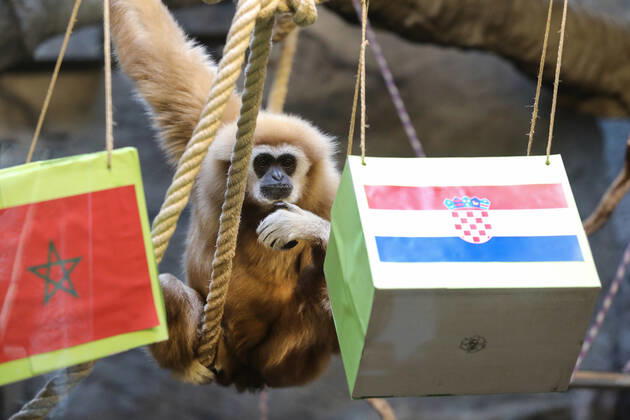 FIFA WM 2022, Orakel Gibbon Kent aus dem Zoo Zagreb tippt Marokko gegen Kroatien