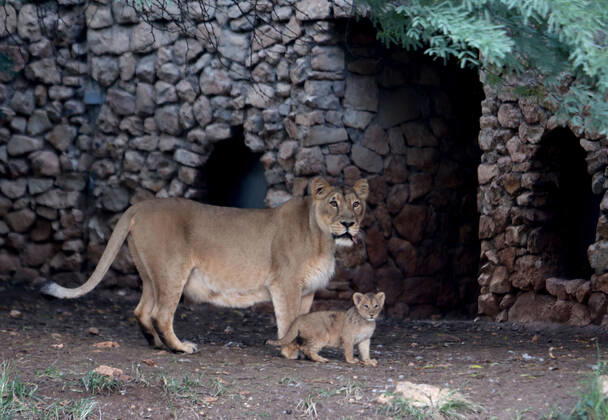 Israel, lion offspring at Jerusalem Zoo