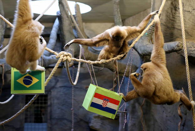 FIFA WM 2022, Orakel Gibbon Kent aus dem Zoo Zagreb tippt Brasilien gegen Kroatien