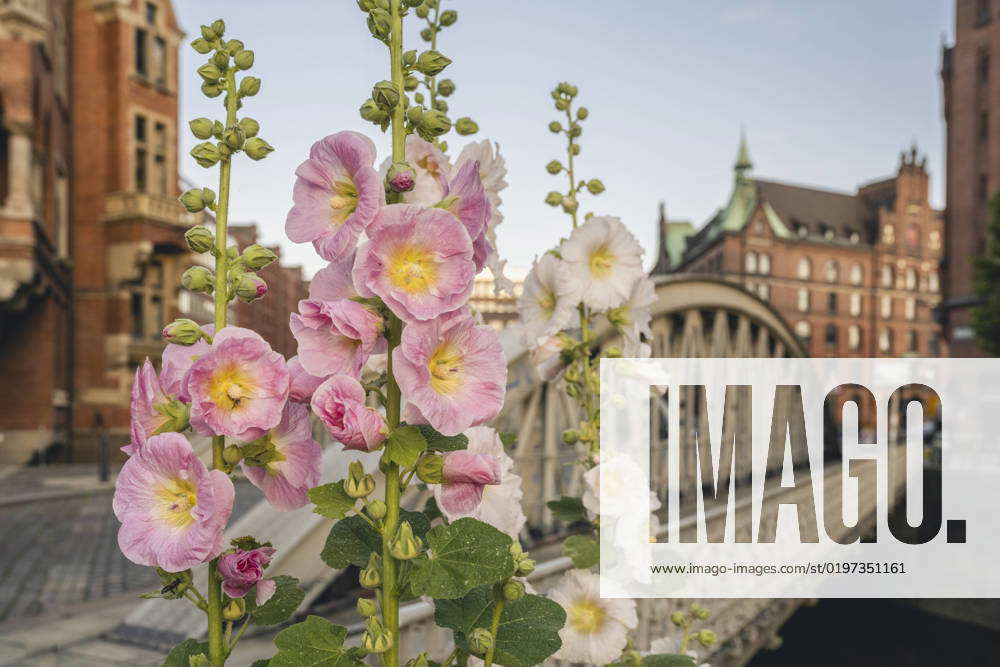 The garden hollyhock is the urban plant of th | IMAGO