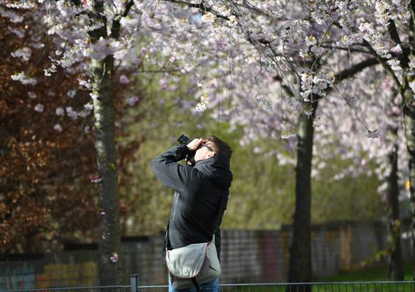 Berlin, Cherry Blossom