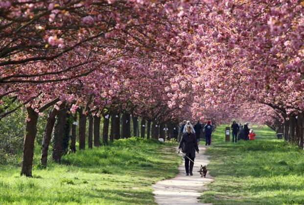 Cherry blossom in Berlin