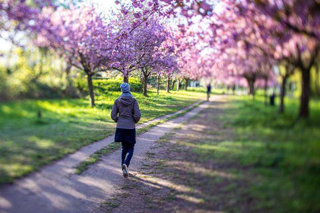 Germany, TV Asahi Cherry Blossom Avenue in Berlin