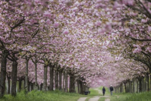 Berlin, Cherry Blossom Avenue