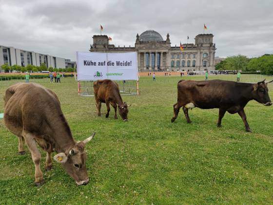 Berlin, Greenpeace protests with cows in front of the Reichstag building