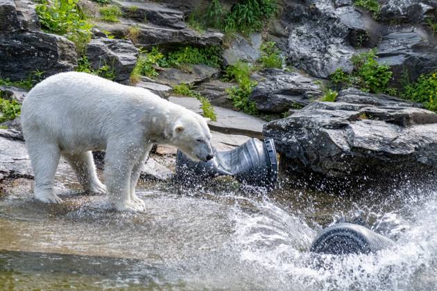 Berlin, polar bears in the Tiergarten