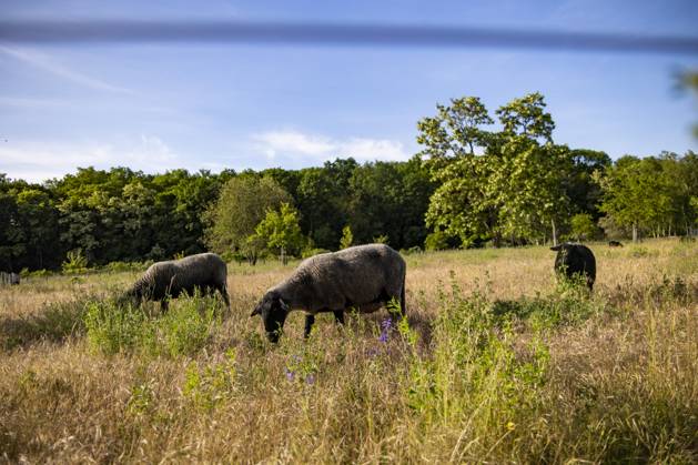 Berlin, Man kidnaps sheep from Herzberge Landscape Park and slaughters them, archive pictures