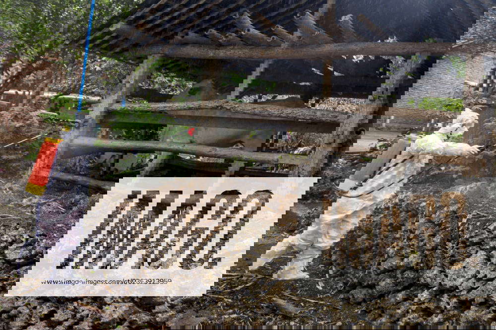 Who Reports Anthrax Outbreaks In Five African Imago